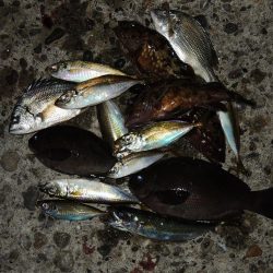 エビ撒き釣り　ミニセイゴばかり