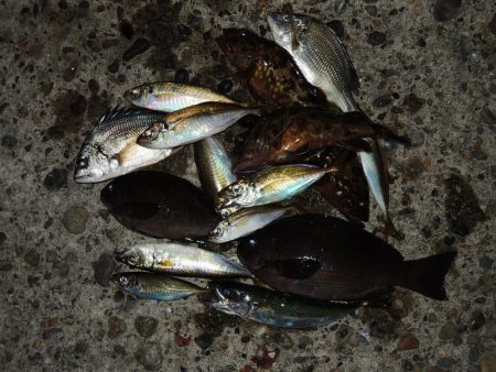 エビ撒き釣り　ミニセイゴばかり