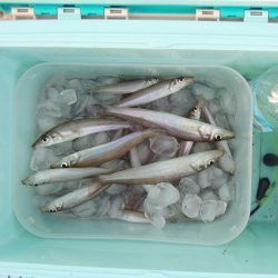 落ちギス釣り　ピンギス主体