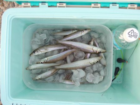 落ちギス釣り　ピンギス主体