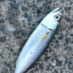 釣果情報に乗せられて・・・。