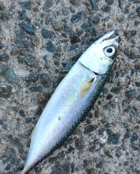 釣果情報に乗せられて・・・。