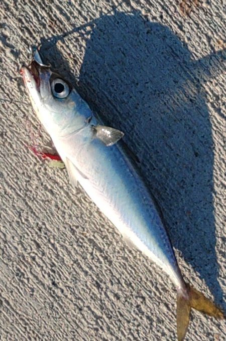 なんだかなぁ～。