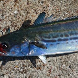 サゴシしか・・・