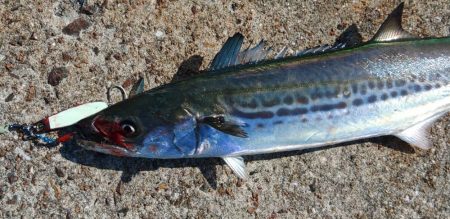 サゴシしか・・・