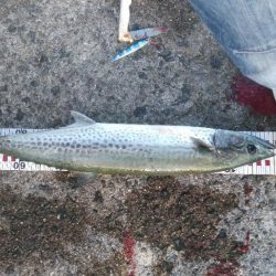 サワラにメジロ！今宵は宴じゃー