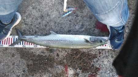 サワラにメジロ！今宵は宴じゃー