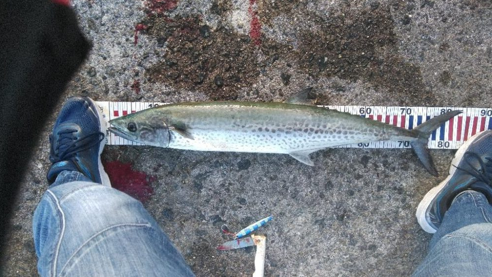 サワラにメジロ!今宵は宴じゃー