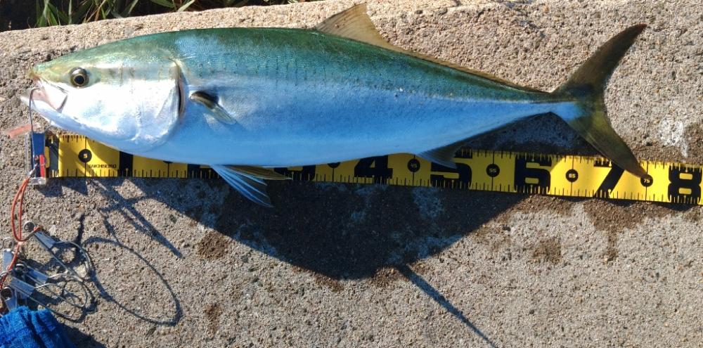 ぶらショアジギー！！