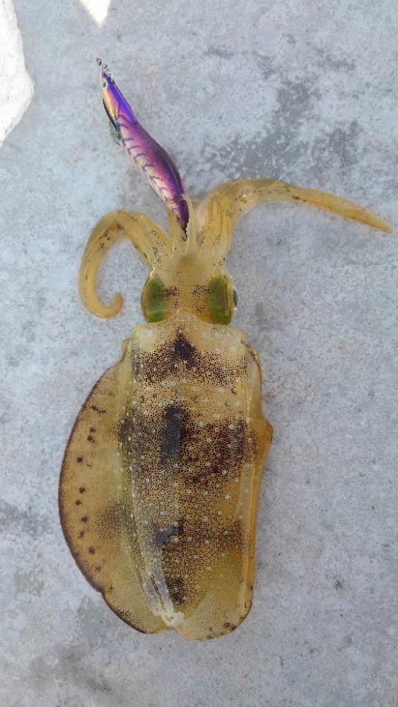 仕事サボってエギング(笑)