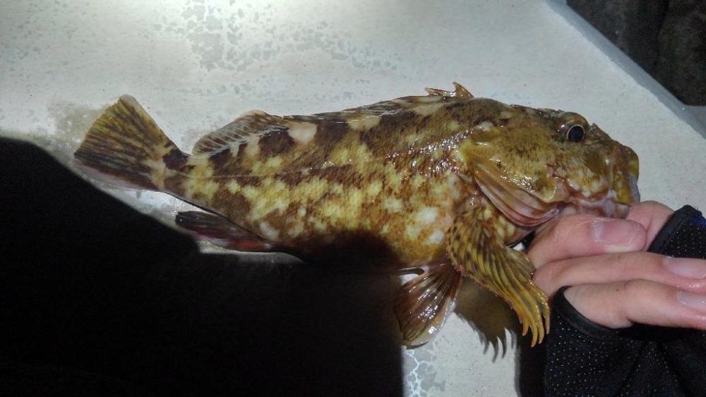 エギングに行くもロッド破損