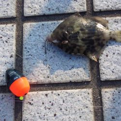 1年ぶりぐらいでフカセをやりました