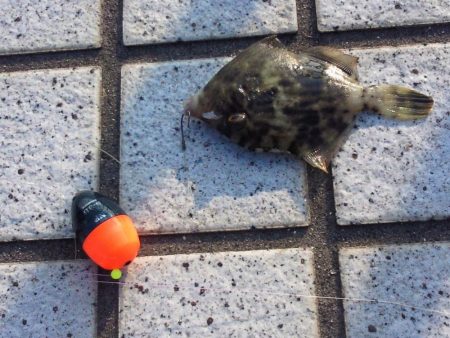 1年ぶりぐらいでフカセをやりました