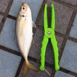 アジングで釣れました。