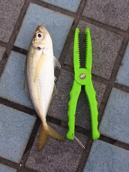 アジングで釣れました。