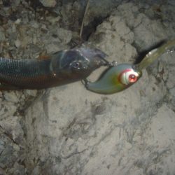 10月の淡水魚 その２