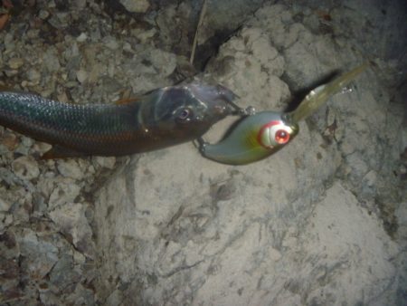 10月の淡水魚 その２