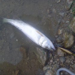 秋の淡水魚釣り
