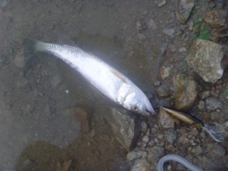 秋の淡水魚釣り