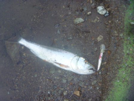 シャッドで淡水魚