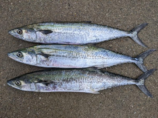 見渡す限りでNo.1