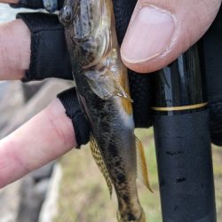 旧中川 ハゼ 32匹