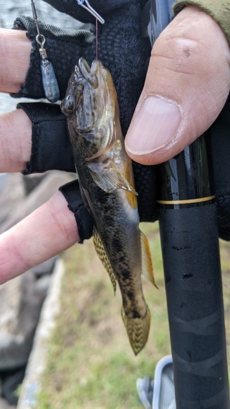 旧中川 ハゼ 32匹