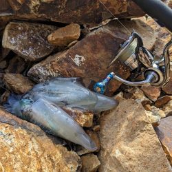 毎年恒例コラボエギングで17杯(・x・*)