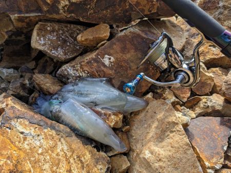 毎年恒例コラボエギングで17杯(・x・*)…