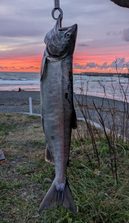 人生初サケ!!ブッコミで掛かる!?