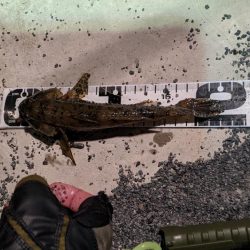 旧中川　落ちハゼ　夜釣り