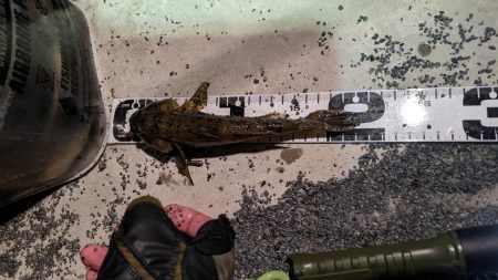 旧中川　落ちハゼ　夜釣り