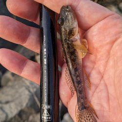 旧中川ハゼ 夜釣り完敗