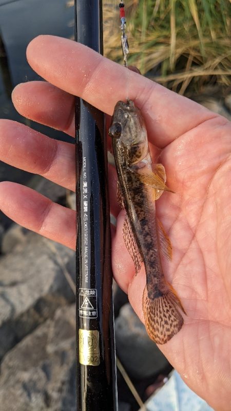 旧中川ハゼ 夜釣り完敗