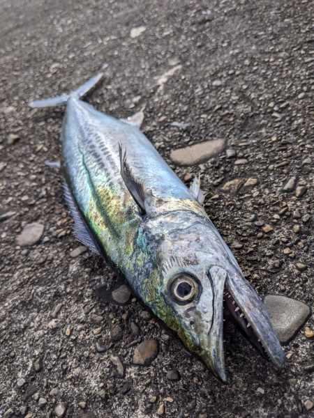 ブロックの境い目(笑)