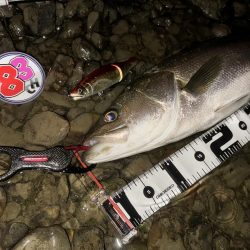 落ち鮎リバーシーバス