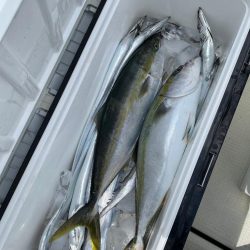 明石のジギング