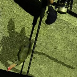 愛媛エギング爆釣！