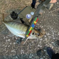 爆風河口アジング