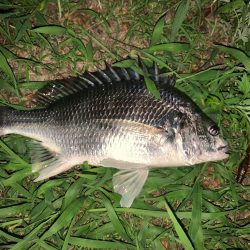 淀川のチニング