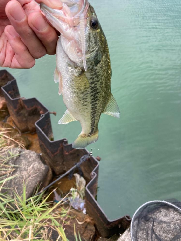 漁港は釣り堀状態