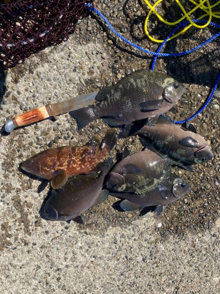 波止 エビ撒き釣り