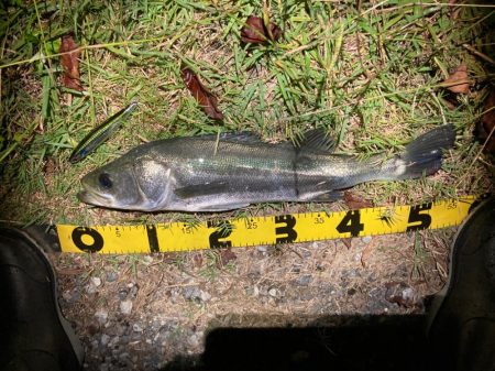 シーバスフィッシング