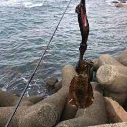 【舞鶴〜丹後エリア】デイエギング