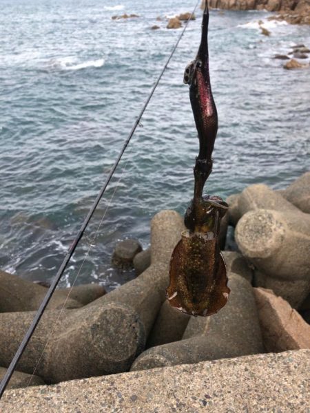 【舞鶴〜丹後エリア】デイエギング