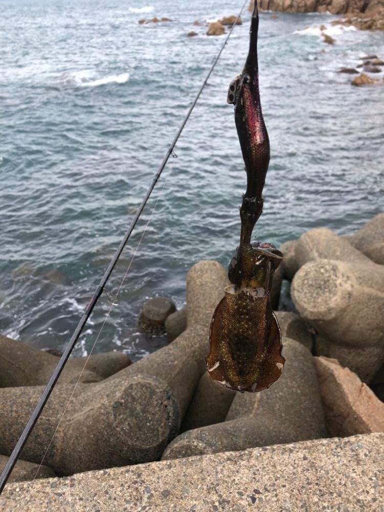 【舞鶴〜丹後エリア】デイエギング