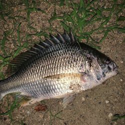 淀川のチニング