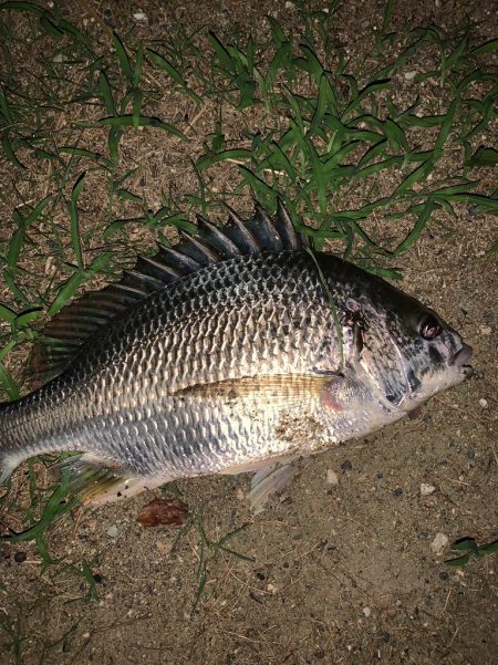 淀川のチニング