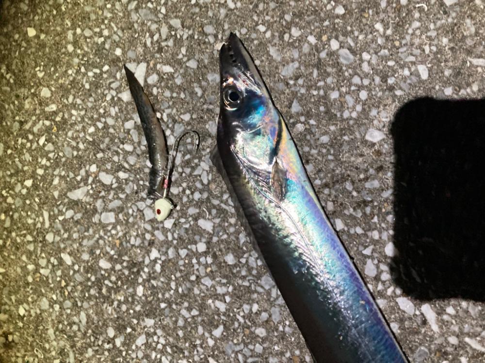 太刀魚2回目