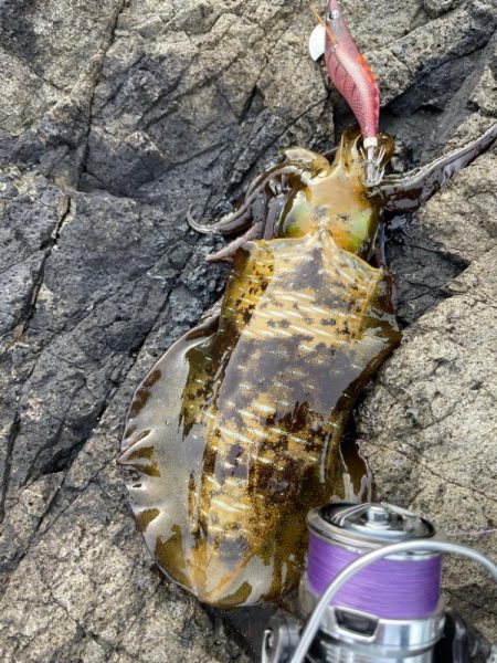 週末エギング！